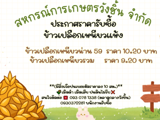 สหกรณ์การเกษตรวังชิ้น แจ้งราคารับซื้อข้าวเปลือกเหนียวแห้ง พร้อมกำหนดเกณฑ์คุณภาพสินค้า