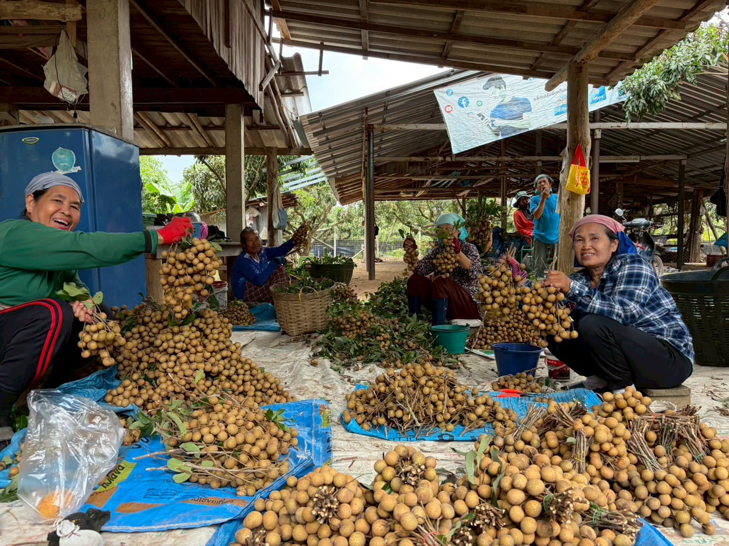 สำนักงานเกษตรจังหวัดแพร่ ลงพื้นที่ติดตามสถานการณ์การเก็บเกี่ยวผลผลิตลำไย กลุ่มแปลงใหญ่ลำไย อำเภอสอง 