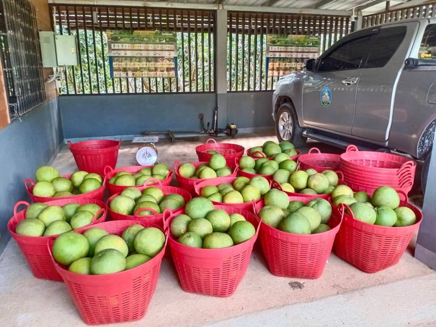 พาณิชย์จังหวัดแพร่ เชิญชวนผู้สนใจสั่งซื้อส้มโอขาวน้ำผึ้งเมืองลองบ้านสวนกรกฎ ส้มโอ GI ของดีจังหวัดแพร่ 